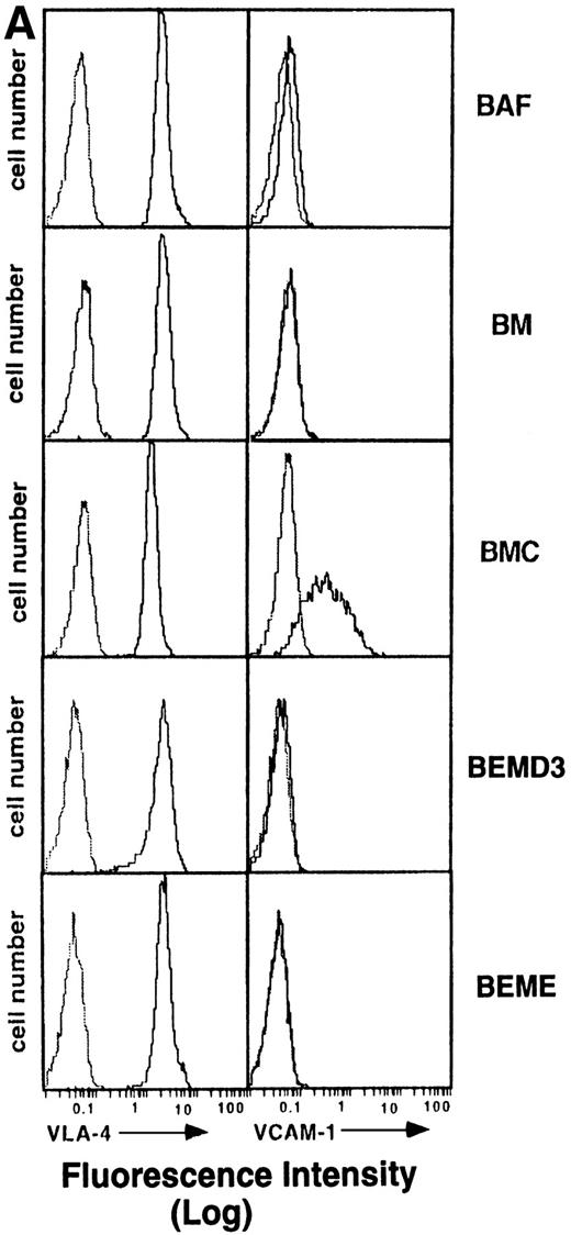 Fig. 4. (A) Flow cytometric analysis of 4 integrin and VCAM-1 expression in BAF-B03 cells and transfectants. The various cells were unstained (dotted line) or stained with anti-4 integrin and anti–VCAM-1 MoAbs (solid line), followed by staining with FITC-labeled secondary antibodies and a flow cytometric analysis, as described in Materials and Methods. (B) Flow cytometric analysis of expression of various integrin subunits and ICAM-1 on BAF-B03 cells (□) and BMC cells (▪). The mean fluorescence intensity values are shown.