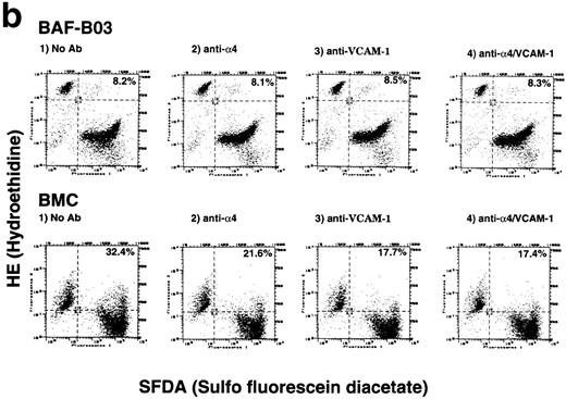 Fig. 5. (a) Antibody-blocking analysis of homotypic cell adhesion of BMC cells. Morphological properties of BMC after treatment with a control nonblocking anti-β2 MoAb (A), anti-L (B), anti-v (C), anti-4 (D), as well as anti–ΙCΑΜ-1 (E) and anti–VCAM-1 MoAb (F) are shown. (b) Effects of anti-4integrin and anti–VCAM-1 MoAbs on early phase of homotypic aggregation of BMC cells. The cells are pretreated by 10 μg/mL of human Ig, divided into effector cells (labeled with hydroethidine) and target cells (labeled with sulfofluorescein diacetate) at a 4:1 ratio, added to 1 μg/106 cells of indicated MoAbs, and enumerated using a flow cytometric analysis. Data are reported as the percentage of total targets presented as conjugates. The conjugated percentage is shown in the top, right-hand corner of each panel.