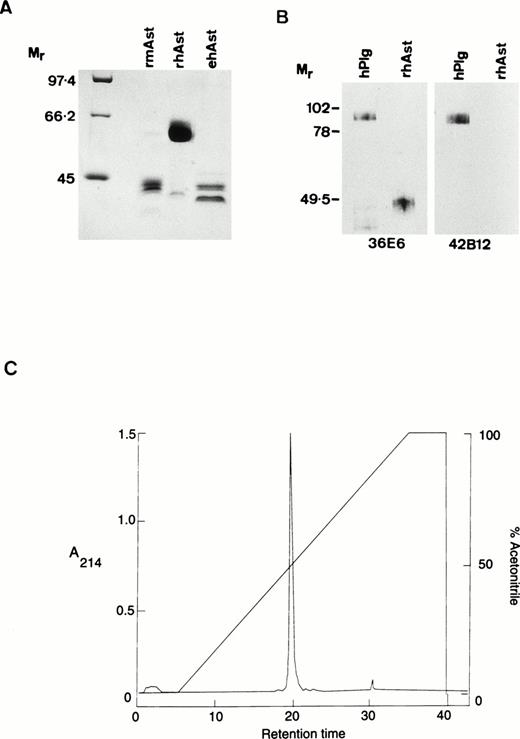 Fig. 1. Characterization of angiostatin preparations used in this study. (A) Ten micrograms of rmAst, rhAst, and ehAst were run under reducing conditions in a 9% polyacrylamide gel and stained with Coomassie blue. Mr = relative molecular mass × 1,000. (B) hPlg and rhAst were analyzed by Western blotting under nonreducing conditions using mouse MoAbs 36E6 and 42B12 directed against kringles 1-3/LBSI and kringle 5, respectively.Mr = relative molecular mass × 1,000. (C) Elution profile of rmAst after purification by HPLC.