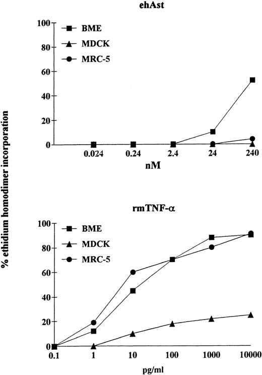Fig. 7. The cytotoxic effect of angiostatin is endothelial cell-specific. In a 24-hour assay in the presence of actinomycin D, neither MDCK epithelial cells nor MRC-5 fibroblasts were lysed by ehAst (up to 10 μg/mL; 240 nmol/L), whereas, like BME cells, both nonendothelial cell types were lysed by rmTNF- in a dose-dependent manner. Cytotoxicity was assessed using the ethidium homodimer incorporation assay, and results are shown as the mean of duplicate samples.