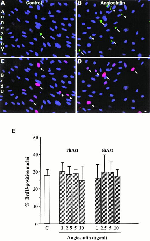 Fig. 3. Angiostatin induces endothelial cell apoptosis without affecting cell cycle progression. (A) Simultaneous detection of cell proliferation and apoptosis by BrdU labeling and annexin V staining. Low-density cultures of BME cells grown in 5% serum were treated either with vehicle alone (A and C) or with 5 μg/mL rhAst (B and D) for 72 hours. Apoptotic cells were detected by incubation with FITC-labeled annexin V (A and B, arrows). In the same field, proliferating cells were identified with a MoAb against BrdU (C and D, arrows). Original magnification × 80. (B) Lack of effect of angiostatin on endothelial cell S-phase entry. Low-density cultures of BME cells grown in medium containing 5% serum were treated with increasing amounts of angiostatin for 72 hours. The cells were pulsed for 5 hours with BrdU, and uptake was analyzed immunohistochemically as described in Materials and Methods. The percentage of positive nuclei was estimated by fluorescence microscopy. Results are shown as the mean of triplicate samples; error bars depict SEM.