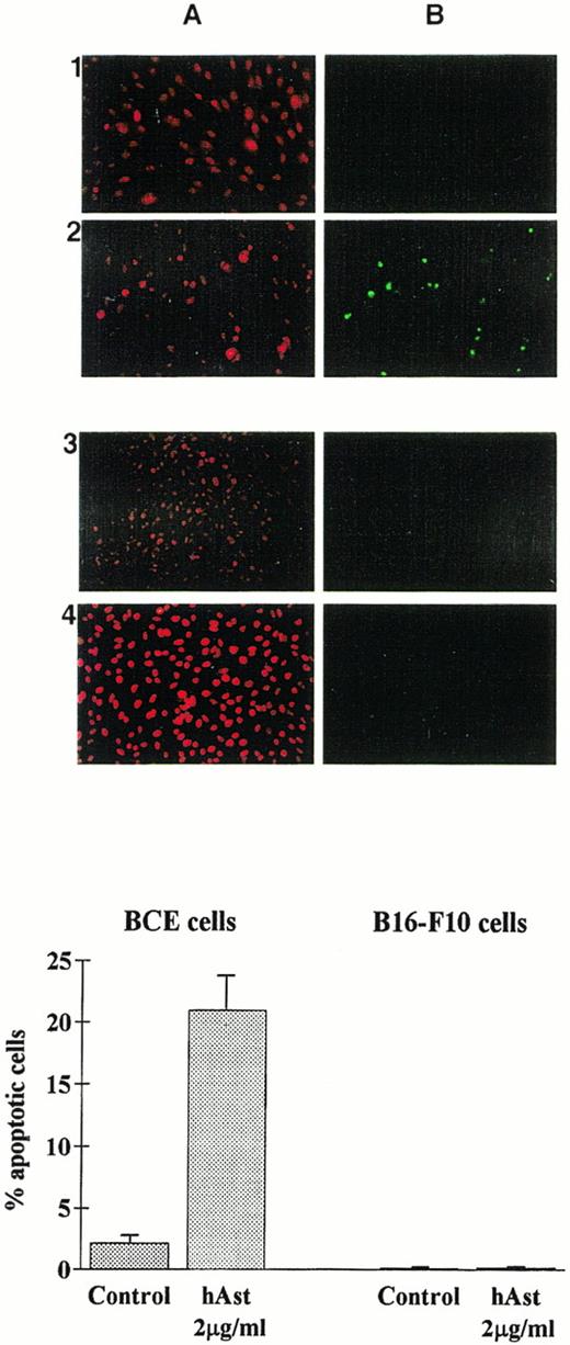Fig. 9. Angiostatin induces apoptosis in endothelial cells. BCE (1 and 2) or B16-F10 (3 and 4) cell monolayers were exposed overnight to phAst (2 μg/mL) in 0.5% serum, and apoptosis was assessed (A) by propidium iodide or (B) by TUNEL staining. (Lower panel) Quantitation of apoptosis as determined by TUNEL staining; data are pooled from two experiments, and results are expressed as the mean percentage (±SEM) of cells with evidence of apoptosis. Original magnification in (A) × 40.
