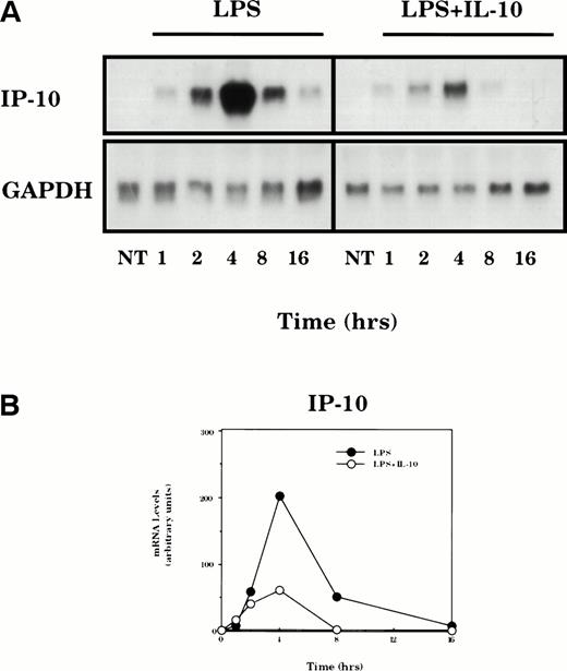 Fig. 2. Time dependence of IL-10–mediated suppression of LPS-induced IP-10 mRNA expression. (A) TG-elicited macrophages were treated with LPS (10 ng/mL) in the absence or presence of IL-10 (25 ng/mL) for the indicated times. Total RNA was prepared and levels of IP-10 and GAPDH mRNA were analyzed by northern hybridization. (B) The levels of specific mRNA on the blot shown in (A) were quantified by phosphorimage analysis. Levels of IP-10 mRNA in each sample are normalized for the levels of GAPDH mRNA. Similar results were obtained in two separate experiments.