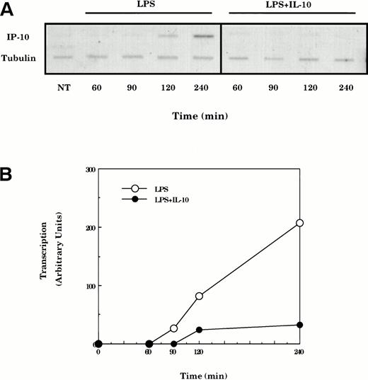 Fig. 3. IP-10 mRNA expression is controlled at the level of transcription. (A) TG-elicited macrophages were treated with LPS (10 ng/mL) for various times in the absence or presence of IL-10 (25 ng/mL) before isolation of nuclei and analysis of transcription by nuclear run-on. Radiolabeled nuclear RNA was hybridized with nylon membranes containing equivalent amounts of denatured plasmid DNA encoding IP-10 and tubulin (top panel). (B) Slot blots shown in the top panel were quantified by phosphorimage analysis and levels of IP-10 transcript normalized for levels of tubulin. Similar results were obtained in three separate experiments.