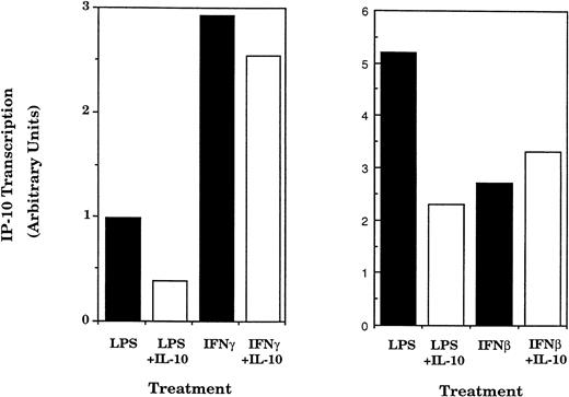 Fig. 5. IL-10 selectively inhibits transcription of the IP-10 gene. TG-elicted macrophages (1 × 107 cells/sample) were stimulated with LPS (10 ng/mL) or IFNβ (500 U/mL) in the presence or absence of IL-10 (25 ng/mL) for 2 hours. In a separate experiment, macrophages were treated with LPS or IFNγ plus or minus IL-10. Nuclei were prepared and used in nuclear run-on assay as described in the legend to Fig 3. Similar results were obtained in two separate experiments.