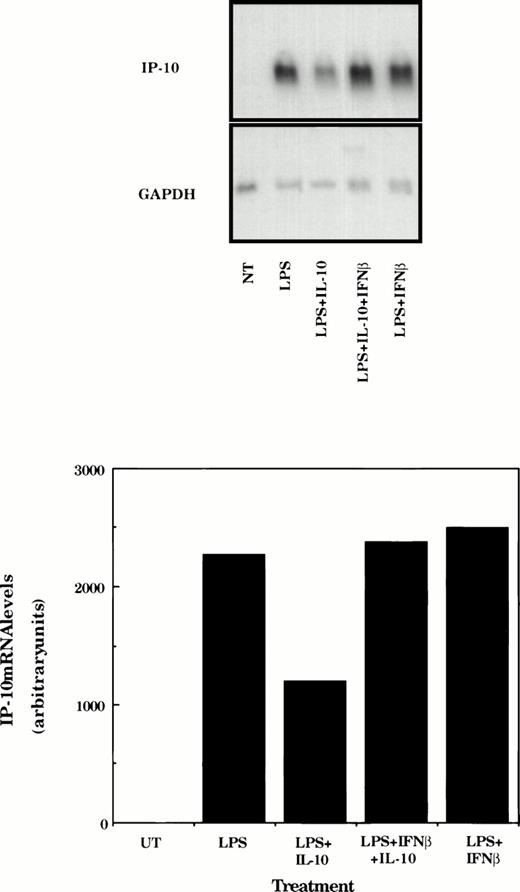 Fig. 7. IFNβ rescues IL-10–suppressed IP-10 mRNA expression. TG-elicited macrophages (1 × 107 cells/sample) were treated with LPS (10 ng/mL), IFNβ (500 U/mL), or IL-10 (25 ng/mL) as indicated for 4 hours before measurement of IP-10 and GAPDH mRNA levels using northern hybridization and phosphorimage analysis as described in the legend to Fig 2. Similar results were obtained in two separate experiments.