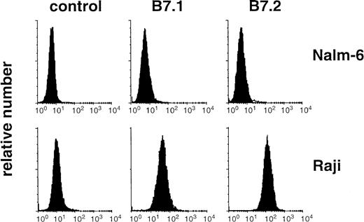 Fig. 3. B7 expression on Raji and Nalm-6. Raji and Nalm-6 were stained for B7.1 (CD80) and B7.2 (CD86) expression by the use of phycoerythrin-labeled antibodies. Surface fluorescence was analyzed on FACSort cytometer. Dead cells were excluded by staining with propidium iodide.