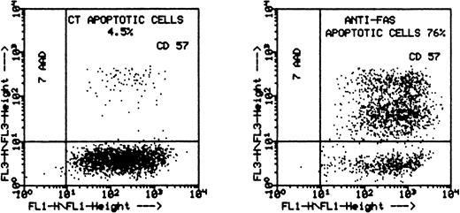 Fig. 5. Flow cytometry results showing that leukemic LGL are susceptible to anti-CD95–induced apoptosis after activation. The PBMC of patient no. 4 were cultured initially with PHA (1 μg/mL) for 2 days and then with IL-2 (100 U/mL) for 10 more days. The cells were then stained with CD57+ and sorted on FacStar. The purified CD57+ cells (94%) were then incubated with anti-CD95 MoAb (CH11, 1 μg/mL) for 48 hours and stained with 7-AAD before analysis using flow cytometry. The graph on the left represents the control (media alone); the graph on the right represents the cells incubated with CH11. The percentage of apoptotic cells is shown on the upper-right quadrant.