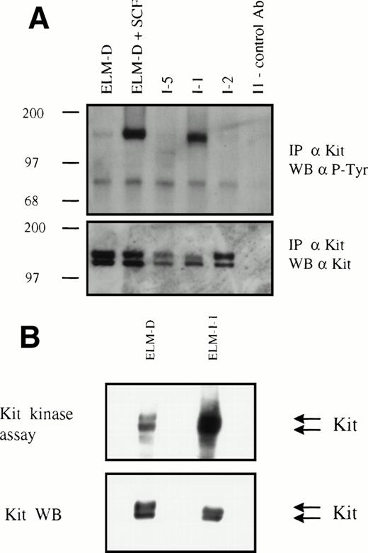 Fig. 1. Tyrosine phosphorylation and kinase activity of the Kit receptor in serum-starved ELM-I-1 cells. (A) Kit protein was immunoprecipitated from serum-starved cells and from ELM-D cells subsequently stimulated with 10 ng/mL SCF for 10 minutes before cell lysis. Immunoprecipitated proteins were then analyzed by Western blotting using antiphosphotyrosine and anti-Kit receptor antibodies. A control antibody was used in the immunoprecipitation loaded into the right-hand lane. Size markers are shown in kilodaltons. (B) Kit protein was immunoprecipitated from unstimulated ELM-D and ELM-I-1 cells and its autophosphorylation activity was assayed in vitro as described in Materials and Methods.