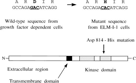 Fig. 2. A mutation in c-kit expressed in ELM-I-1 cells. Nucleotide 2468 was a G both in each c-kit cDNA clone from ELM-D cells and the published wild-type c-kitsequence,37 but a C in each c-kit cDNA clone from ELM-I-1. This change results in an aspartic acid to histidine mutation at codon 814 in the predicted amino acid sequence of the mutant Kit receptor kinase domain. Direct sequencing of RT-PCR products shows that ELM-I-1 cells express both mutant and wild-type sequences.