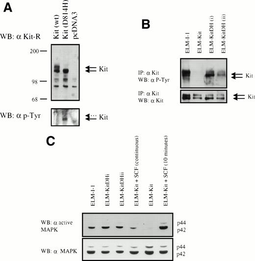 Fig. 3. Expression and tyrosine phosphorylation of Kit and MAPK in ELM cells expressing KitD814H and wild-type Kit. (A) pcDNA3 vector (Invitrogen) and expression constructs for c-kit and c-kitD814H based on pcDNA3 were transfected into the Q2BN Quail fibroblastic cell line and expression of Kit protein was analyzed by Western blotting with anti-Kit antibodies. This blot was then stripped and an antiphosphotyrosine antibody was used. (B) Phosphorylation of the Kit receptor in ELM-I-1 cells and ELM-D cells stably transfected with wild-type c-kit or c-kitD814H expression vectors. Phosphorylation of the Kit receptor in unstimulated serum-starved cells was examined by immunoprecipitation with anti-Kit antibodies and antiphosphotyrosine Western blotting. The membrane was stripped and an anti-Kit antibody was used to verify Kit immunoprecipitation. (C) MAPK phosphorylation was analyzed in serum-starved ELM-I-1, ELM-Kit, or two clones of ELM-KitDH cells (i and ii) and in serum-starved ELM-Kit cells either stimulated for 10 minutes with 10 ng/mL rmSCF before lysis or continuously maintained in 10 ng/mL rmSCF. Whole cell lysates were analyzed by Western blotting using an antibody against the activated form of MAPK and a nonspecific antibody against p42/p44.