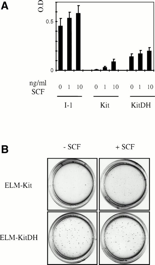 Fig. 4. Expression of c-kitD814H in ELM cells causes SCF-indpendence and enhanced proliferation and cloning efficiency. (A) The proliferation of ELM-Kit and ELM-KitDH cells over 7 days was compared after seeding 500 cells in 96-well plates in different concentrations of SCF. Cells were assayed using a colorimetric MTT proliferation assay and each data point shown is an average of 28 cultures, each read twice, with standard deviations. (B) Colony formation by ELM-Kit, ELM-KitDH, and ELM-I-1 cells in response to SCF. Five hundred cells were inoculated in the presence or absence of SCF (10 ng/mL) in semisolid medium.