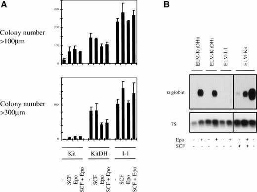Fig. 5. The effect of KitD814H on the proliferation and differentiation of ELM cells in response to SCF and/or Epo. (A) ELM-KitDH or ELM-Kit cells were cloned in methocel in the presence or absence of 10 ng/mL SCF and/or 5 U/mL Epo as described in Fig4B and the colonies were analyzed after 2 weeks. To analyze the numbers and sizes of colonies, the dishes were recorded using a scanner, and colonies were counted and sized using the NIH image program. The representative plotted data are shown as the average colony number from triplicate plates, with error bars showing maximum and minimum numbers. (B) To examine the extent of erythroid differentiation, the cells were incubated for 3 days in the presence or absence of 2 U/mL Epo or 10 ng/mL SCF, as indicated. Total RNA was then analyzed by Northern blotting using labeled cDNA probes encoding -globin or 7S ribosomal RNA.