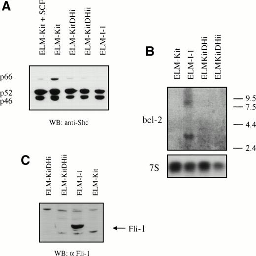 Fig. 6. Comparison of the effects of wild-type c-kit and c-kitD814H expression in ELM-D cells on (A) the pattern of Shc isoforms expression, (B) bcl-2 mRNA, and (C) Fli-1 protein. (A) Relative expression of Shc isoforms was investigated by Western blotting of whole cell lysates of serum-starved cells and ELM-Kit cells serum-starved in the presence of 10 ng/mL SCF. (B) Expression of bcl-2 mRNA in ELM-I-1, ELM-Kit maintained in 10 ng/mL SCF, and ELM-KitDH cells (clones i and ii) was analyzed by Northern blotting of total RNA from growing cells and probing with bcl-2 cDNA and 7S rRNA probes. Size markers are shown in kilobases. (C) Whole cell lysates from ELM-KitDH and ELM-I/1 cells or ELM-Kit cells maintained in SCF were analyzed by Western blotting with an anti-Fli-1 antibody.