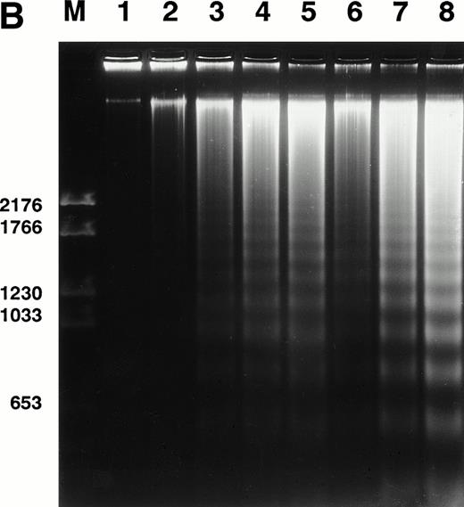 Fig. 1. Spontaneous and Fas/APO-1–mediated apoptosis of freshly isolated human neutrophils. (A) Cytospin preparations of neutrophils were stained with hematoxylin/eosin and apoptotic cells were quantified morphologically: (1) medium alone 0 hour, (2) medium alone 6 hours, (3) anti-Fas MoAb 250 ng/mL 6 hours, (4) medium alone 24 hours. Bold arrows indicate typical cells in the intermediate stages of apoptosis. Percentages of apoptotic cells are reported in Table 1. (B) Agarose gel electrophoresis of DNA showing a time-dependent increase in the formation of oligonucleosomal DNA fragments in spontaneous (lane 1, 0 hour; lane 2, 3 hours; lane 3, 6 hours; lane 4, 12 hours; lane 5, 24 hours) and Fas/APO-1–triggered (lane 6, 3 hours; lane 7, 6 hours; lane 8, 12 hours) apoptosis. Lane M represents molecular weight marker (kB). (C) Flow cytometric analysis of annexin V binding in neutrophils undergoing spontaneous (panel 1, 6 hours; panel 2, 24 hours) and Fas/APO-1–mediated (panel 3, 6 hours; panel 4, 24 hours) apoptosis. The percentage of PS positive cells in each sample is indicated. Similar results were obtained in four separate donors (see Table 1).