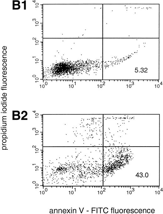 Fig. 4. PMA treatment of neutrophils results in rapid morphologic changes accompanied by externalization of PS. (A) Cytospin preparation of neutrophils cultured in medium alone (1) or treated for 3 hours with 200 nmol/L PMA (2). Note the presence of numerous vacuoles in the cytoplasm and the coalescence of the nuclear lobes after PMA treatment. Original magnification × 100. (B) PS exposure in unstimulated (panel 1) and PMA-treated (panel 2, 200 nmol/L) neutrophils after 3 hours of culture. PS exposure was determined by flow cytometric analysis of annexin V binding as described in Materials and Methods. The percentage PS exposure is indicated. PMA treatment also caused a marked increase in forward scatter of these cells, indicative of an increase in cell size (data not shown). Similar results were obtained with three independent donors.