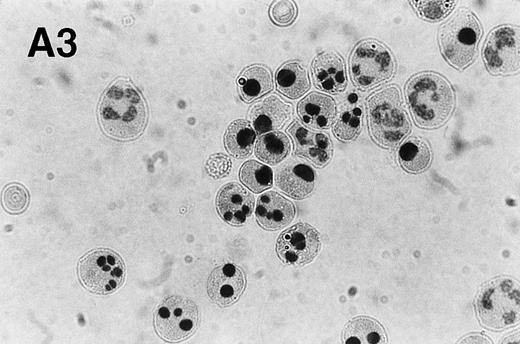 Fig. 1. Spontaneous and Fas/APO-1–mediated apoptosis of freshly isolated human neutrophils. (A) Cytospin preparations of neutrophils were stained with hematoxylin/eosin and apoptotic cells were quantified morphologically: (1) medium alone 0 hour, (2) medium alone 6 hours, (3) anti-Fas MoAb 250 ng/mL 6 hours, (4) medium alone 24 hours. Bold arrows indicate typical cells in the intermediate stages of apoptosis. Percentages of apoptotic cells are reported in Table 1. (B) Agarose gel electrophoresis of DNA showing a time-dependent increase in the formation of oligonucleosomal DNA fragments in spontaneous (lane 1, 0 hour; lane 2, 3 hours; lane 3, 6 hours; lane 4, 12 hours; lane 5, 24 hours) and Fas/APO-1–triggered (lane 6, 3 hours; lane 7, 6 hours; lane 8, 12 hours) apoptosis. Lane M represents molecular weight marker (kB). (C) Flow cytometric analysis of annexin V binding in neutrophils undergoing spontaneous (panel 1, 6 hours; panel 2, 24 hours) and Fas/APO-1–mediated (panel 3, 6 hours; panel 4, 24 hours) apoptosis. The percentage of PS positive cells in each sample is indicated. Similar results were obtained in four separate donors (see Table 1).