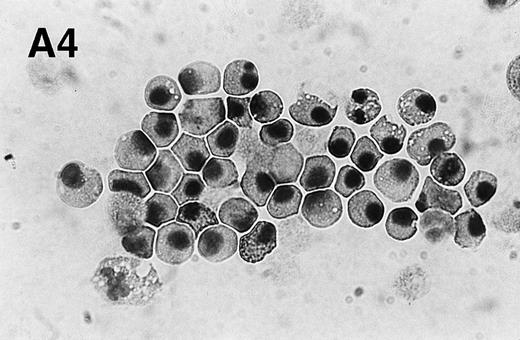 Fig. 1. Spontaneous and Fas/APO-1–mediated apoptosis of freshly isolated human neutrophils. (A) Cytospin preparations of neutrophils were stained with hematoxylin/eosin and apoptotic cells were quantified morphologically: (1) medium alone 0 hour, (2) medium alone 6 hours, (3) anti-Fas MoAb 250 ng/mL 6 hours, (4) medium alone 24 hours. Bold arrows indicate typical cells in the intermediate stages of apoptosis. Percentages of apoptotic cells are reported in Table 1. (B) Agarose gel electrophoresis of DNA showing a time-dependent increase in the formation of oligonucleosomal DNA fragments in spontaneous (lane 1, 0 hour; lane 2, 3 hours; lane 3, 6 hours; lane 4, 12 hours; lane 5, 24 hours) and Fas/APO-1–triggered (lane 6, 3 hours; lane 7, 6 hours; lane 8, 12 hours) apoptosis. Lane M represents molecular weight marker (kB). (C) Flow cytometric analysis of annexin V binding in neutrophils undergoing spontaneous (panel 1, 6 hours; panel 2, 24 hours) and Fas/APO-1–mediated (panel 3, 6 hours; panel 4, 24 hours) apoptosis. The percentage of PS positive cells in each sample is indicated. Similar results were obtained in four separate donors (see Table 1).
