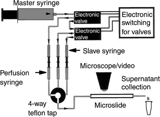 Fig. 1. Diagrammatic representation of the flow-based adhesion assay incorporating an hydraulic-driven perfusion system allowing the collection of buffer perfused over adherent cells. The master syringe (driven by a Harvard syringe pump) expels water into one of three slave syringes. Switching between the slave syringes is via electronic valves. Each slave syringe is mounted back to back with and drives a perfusion syringe containing a different perfusate (wash buffer, cell suspension, or chemotactic agent). Output from the perfusion syringes is selected via a 4-way teflon tap, the common outlet of which is attached to a microslide containing the adhesive substrate. The microslide sits on the stage of a video-microscope. Perfused medium for analysis is collected from the distal end of the microslide into micro-centrifuge tubes.