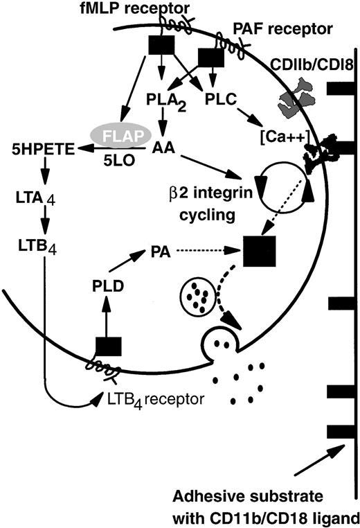 Fig. 7. A model of the differential control of neutrophil degranulation by the chemotactic agents fMLP and PAF. Both fMLP and PAF induce PLA2 and PLC activation via G-protein–linked serpentine receptors. PLC may regulate β2-integrin–mediated adhesion by modulating local calcium fluxes. AA may be required for CD11b/CD18 cycling (de novo expression and activation), a process necessary for prolonged neutrophil adhesion and migration. Signaling via the fMLP receptor but not the PAF receptor also mobilizes FLAP, which in turn activates five lipoxygenase (5LO). LTB4 is synthesized by the action of 5LO on arachidonic acid. Details are not shown, but the intermediate metabolite LTA4 may also be transformed by intercellular pathways. The binding of LTB4 to a specific G-protein–linked serpentine receptor activates PLD, the action of which generates PA from membrane phospholipids. Signals from PA and ligand-bound CD11b/CD18 are integrated in an unknown manner (▪) that results in granule mobilization, fusion with the outer cell membrane, and release of contents into the extracellular environment (see text for abbreviations).