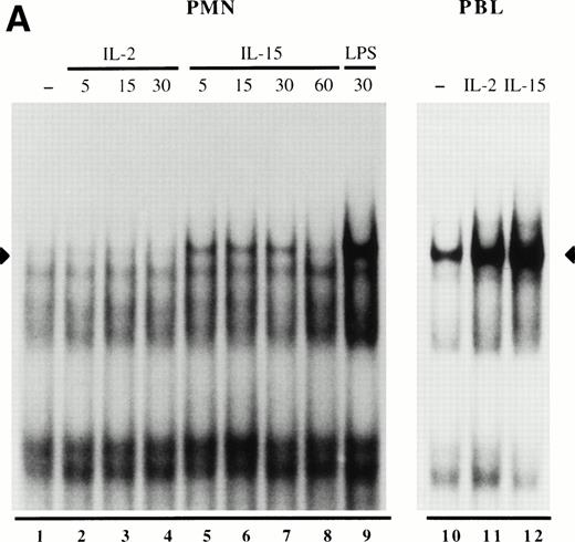 Fig. 2. Effect of IL-15 and IL-2 towards the activation of nuclear NF-κB DNA-binding activities in human polymorphonuclear neutrophils (PMN) and PBL. (A) Neutrophils were cultured for the indicated times (in minutes), and autologous PBL were cultured for 15 minutes in the presence or absence of 250 ng/mL IL-15 (ie, 20 nmol/L), 103 U/mL IL-2 (∼5 nmol/L), or 100 ng/mL LPS. Nuclear extracts were prepared and analyzed in EMSA using a consensus NF-κB oligonucleotide probe. The amount of extract used in the binding reactions corresponded to 3.5 μg protein (about 3.1 × 106 cell equivalents) for neutrophils, and to 1.5 μg protein (about 1.2 × 10 6 cell equivalents) for PBL. This experiment is representative of six (neutrophils) and five (PBL). (B) Nuclear extracts from IL-15–activated neutrophils or autologous PBL were prepared as described in (A), and incubated without antibodies (–), or with specific antisera to p50, RelA, c-Rel, p52 and RelB, before the addition of labeled NF-κB probe and subsequent EMSA analysis. The amount of extract used corresponded to 3.5 μg of protein (neutrophils), and 1.0 μg of protein (PBL). This experiment is representative of three. Closed arrowheads indicate the inducible NF-κB complex; open arrowheads indicate supershifted bands.