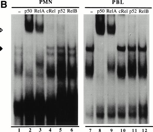 Fig. 2. Effect of IL-15 and IL-2 towards the activation of nuclear NF-κB DNA-binding activities in human polymorphonuclear neutrophils (PMN) and PBL. (A) Neutrophils were cultured for the indicated times (in minutes), and autologous PBL were cultured for 15 minutes in the presence or absence of 250 ng/mL IL-15 (ie, 20 nmol/L), 103 U/mL IL-2 (∼5 nmol/L), or 100 ng/mL LPS. Nuclear extracts were prepared and analyzed in EMSA using a consensus NF-κB oligonucleotide probe. The amount of extract used in the binding reactions corresponded to 3.5 μg protein (about 3.1 × 106 cell equivalents) for neutrophils, and to 1.5 μg protein (about 1.2 × 10 6 cell equivalents) for PBL. This experiment is representative of six (neutrophils) and five (PBL). (B) Nuclear extracts from IL-15–activated neutrophils or autologous PBL were prepared as described in (A), and incubated without antibodies (–), or with specific antisera to p50, RelA, c-Rel, p52 and RelB, before the addition of labeled NF-κB probe and subsequent EMSA analysis. The amount of extract used corresponded to 3.5 μg of protein (neutrophils), and 1.0 μg of protein (PBL). This experiment is representative of three. Closed arrowheads indicate the inducible NF-κB complex; open arrowheads indicate supershifted bands.