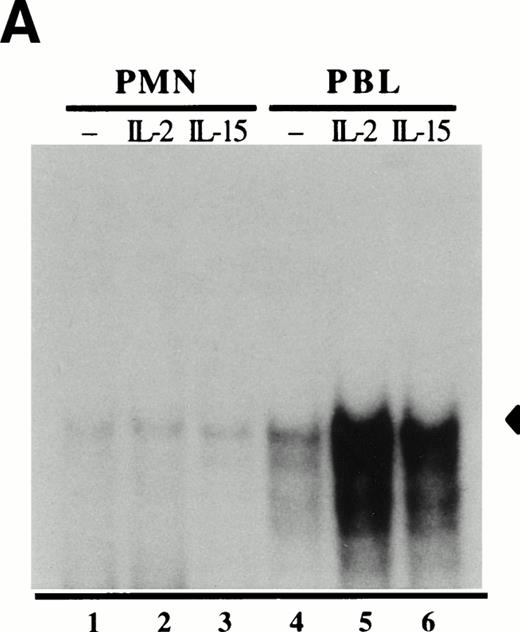 Fig. 3. Effect of IL-15 and IL-2 towards the activation of nuclear AP-1 DNA-binding activities in human peripheral blood neutrophils and lymphocytes. (A) Neutrophils or autologous PBL were cultured for 15 minutes in the presence or absence of 250 ng/mL IL-15 (ie, 20 nmol/L) or 103 U/mL IL-2 (∼5 nmol/L); nuclear extracts were then prepared and analyzed in EMSA using a consensus AP-1 oligonucleotide probe. The amount of extract used in the binding reactions corresponded to 5 μg protein for neutrophils, and to 2 μg protein for PBL. This experiment is representative of three (neutrophils) and four (PBL). (B) Nuclear extracts from IL-15–activated PBL (1.5 μg of protein) were prepared as described in (A), and incubated without antibodies (–), or with specific antibodies to c-jun, junB, junD, c-fos, and fosB, before the addition of labeled AP-1 probe and subsequent EMSA analysis. This experiment is representative of three. Closed arrowheads indicate the major inducible AP-1 complex; open arrowheads indicated supershifted bands.