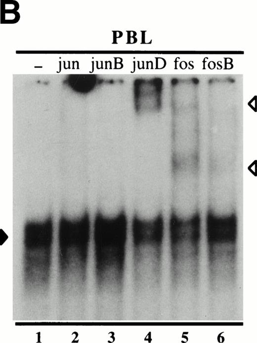Fig. 3. Effect of IL-15 and IL-2 towards the activation of nuclear AP-1 DNA-binding activities in human peripheral blood neutrophils and lymphocytes. (A) Neutrophils or autologous PBL were cultured for 15 minutes in the presence or absence of 250 ng/mL IL-15 (ie, 20 nmol/L) or 103 U/mL IL-2 (∼5 nmol/L); nuclear extracts were then prepared and analyzed in EMSA using a consensus AP-1 oligonucleotide probe. The amount of extract used in the binding reactions corresponded to 5 μg protein for neutrophils, and to 2 μg protein for PBL. This experiment is representative of three (neutrophils) and four (PBL). (B) Nuclear extracts from IL-15–activated PBL (1.5 μg of protein) were prepared as described in (A), and incubated without antibodies (–), or with specific antibodies to c-jun, junB, junD, c-fos, and fosB, before the addition of labeled AP-1 probe and subsequent EMSA analysis. This experiment is representative of three. Closed arrowheads indicate the major inducible AP-1 complex; open arrowheads indicated supershifted bands.