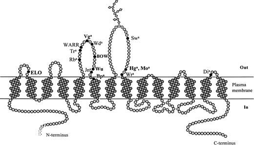 Fig. 2. Antigens of the Diego blood group system. Schematic representation of the membrane domain of band 3 based on the structural predictions described in the Materials and Methods and Results. Positions of all antigens of the Diego blood group system are indicated; the seven antigens described in this report are shown in bold.