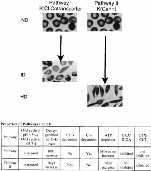 Fig. 7. Proposed model for the formation of ID and HD cells from young ND SS red blood cells by two independent pathways. Pathway I primarily mediates formation of ID cells and its properties are consistent with K:Cl cotransport. HbS polymerization plays a smaller role in dense cells formed by this pathway. Pathway II primarily mediates formation of HD cells and its properties are consistent with the K(Ca2+) channel. HbS polymerization plays a larger role in dense cells formed by this pathway. ND, ID, and HD cells are defined in Fig 1. O-D, O-D cycling; deoxygenation, continuous deoxygenation with 5% CO2/balance N2; Cl−-dependency was determined as the activity remaining after substitution of Cl− with NO3−; ATP depletion was accomplished by substitution of 2-deoxyglucose for glucose; OKA, DIOA, CTX, and CLT are defined in Fig 6.