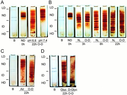 Fig. 1. Formation of dense SS cells by in vitro O-D cycling. SS ND (1.080 to 1.090 g/mL) cells were isolated from SS whole blood by density gradient centrifugation using continuous density isotonic Percoll-Larex (Stractan) gradients with physiologic concentrations of Na+, K+, Mg2+, and Cl−. The ND cells were subject to O-D cycling in sealed flasks containing a bicarbonate-free HEPES buffer at pH 7.4 using 5% CO2/balance air (duration, 5 minutes) and 5% CO2/balance N2 (duration, 10 minutes) for the oxy (O) and deoxy (D) stages, respectively. Buffer pH was adjusted to 7.4 after equilibration with 5% CO2. Without adjustment, in the absence of bicarbonate and after equilibration with 5% CO2, the resulting buffer pH was 6.8. Experiments using continuous deoxygenation or continuous oxygenation also used 5% CO2-containing gasses. After O-D cycling (or continuous air or N2 exposure) the flasks were flushed under sealed conditions with 100% oxygen for 30 minutes, followed by collection of the cells and a second density separation, as described above. Color transparencies of analytical gradients were taken and scanned by laser densitometry to quantitate the percentage of cells in each density fraction. Cell density fractions were defined as follows: LD (<1.080 g/mL), ND (1.080 to 1.090 g/mL), ID (1.090 to 1.114 g/mL), and HD (>1.114 g/mL). Results shown are representative of from 2 to 15 experiments and are paired results using a single SS patient in all arms of the experiment. (A) Effect of pH on dense cells formed after 22 hours of O-D cycling. (B) Time course of dense cells formed by continuous deoxygenation (5% CO2/balance N2) or O-D cycling at pH 6.8. (C) Dense cells formed after 22 hours of continuous oxygenation (5% CO2/balance air) or O-D cycling at pH 6.8. (D) Effect of ATP depletion on dense cell formation by O-D cycling. The O-D cycling buffer contained either 10 mmol/L glucose (Gluc) or 10 mmol/L 2-deoxyglucose (D-Gluc). The final concentration of Ca2+ in the buffer was 1.5 mmol/L (for A and D) or 0.5 mmol/L (for B and C). B, density marker beads (Amersham Pharmacia Biotech, Piscataway, NJ).