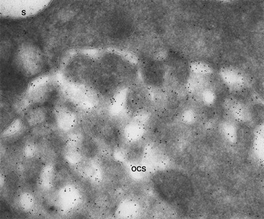 Fig. 2. Giant platelet from a patient with Epstein’s syndrome. A frozen thin section from one of the large platelets has been stained by the immunogold technique for GPIb/IX. Gold particles are 5 nm in diameter. Membranes lining OCS channels are stained by as many gold particles identifying GPIb/IX as are present on the exterior surface (S). (Original magnification ×104,000.)