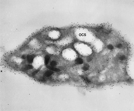 Fig. 3. Frozen thin section of a CB-treated normal discoid platelet stained by the immunogold technique for GPIb/IX. The gold particles coupled to anti-IgG are 10 nm in diameter. Dilated OCS channels are as heavily stained by gold particles indicating sites of GPIb/IX as are present on the exposed surface. (Original magnification ×44,000.)