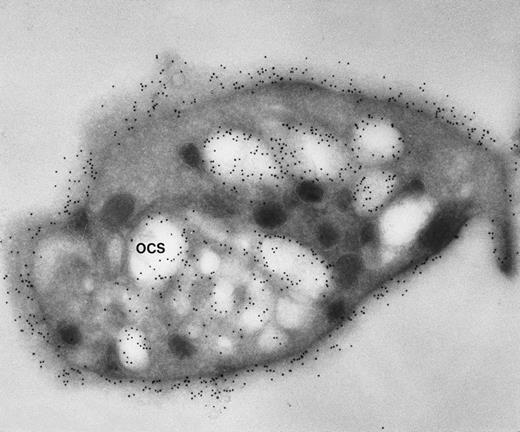 Fig. 4. Frozen thin section of another CB-treated resting platelet stained for GPIb/IX. Again, gold particles identifying sites of GPIb/IX are as frequent on membranes lining OCS channels as are on the exposed surface. (Original magnification ×44,000.)