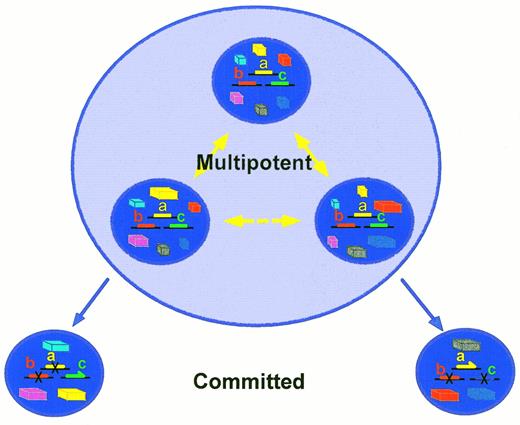 Fig. 1. In this model, lineage-specific genes (a, b, and c) are in a primed state in the multipotent progenitor cells, characterized by open chromatin and some low-level of sporadic expression. Lineage-affiliated regulators (colored shapes) are initially coexpressed at levels that fluctuate within thresholds. This low-level multilineage gene activity establishes a ground state from which regulatory networks can develop through negative and positive feedback loops.