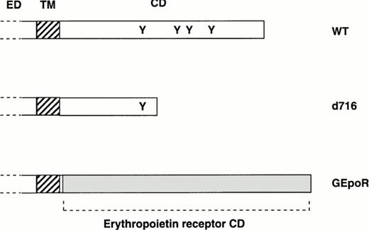 Fig. 1. Structure of mutant G-CSFR proteins. The extracellular (ED), transmembrane (TM), and cytoplasmic domain (CD) of the murine G-CSFR are shown. The position of tyrosine residues (Y) in the cytoplasmic domain also are shown. The d716 construct contains a point mutation at nucleotide 2403 of the murine cDNA that introduces a premature stop codon resulting in the truncation of the G-CSFR at amino-acid 716. The GEpoR mutation represents an in frame fusion of the extracellular, transmembrane, and first four amino acids of the cytoplasmic domain of the murine G-CSFR with the cytoplasmic domain of the murine erythropoietin receptor.
