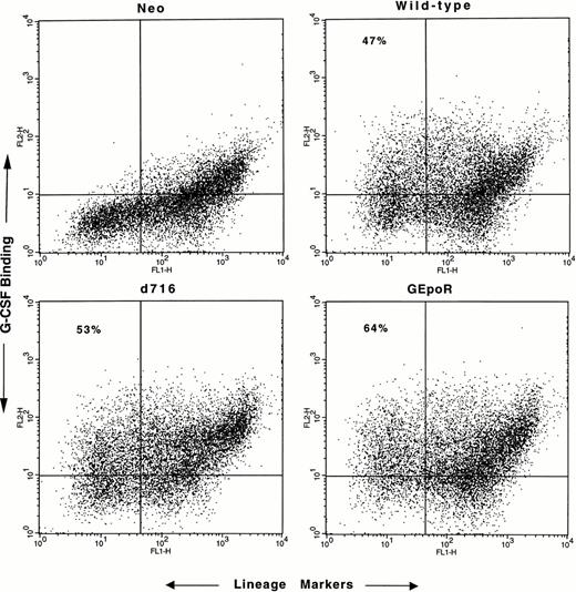 Fig. 2. Assessment of transduction efficiency. Nonadherent cells were harvested after 4 days of coculture on irradiated retroviral-producing fibroblasts, incubated with biotinylated G-CSF and a cocktail of lineage-restricted antisera, and analyzed by flow cytometry. The binding of biotinylated G-CSF by lineage+cells (upper-right quadrant) was seen even in the presence of a 100-fold molar excess of nonlabeled G-CSF (data not shown) and therefore represents nonspecific binding. Transduction efficiency was assessed by determining the percentage of lineage− cells that specifically bound G-CSF (upper left quadrant). No specific G-CSF binding was detected in cells transduced with the empty retroviral vector (neo). Nonviable cells were excluded from the analyses. Shown are representative results of one of five experiments.