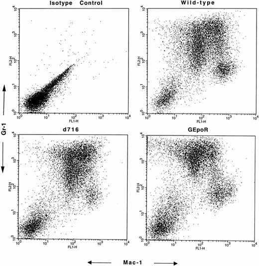 Fig. 5. Expression of Mac-1 and Gr-1. Cells were recovered from the indicated G-CSF–stimulated methylcellulose culture on day 10 and stained with FITC-conjugated Mac-1 (CD11b) and PE-conjugated Gr-1 or isotype controls. Distinct populations of Gr-1+Mac-1+ (neutrophil lineage) cells and Gr-1loMac-1+ (monocytic) cells were seen in each culture. Shown are representative results of one of four experiments.