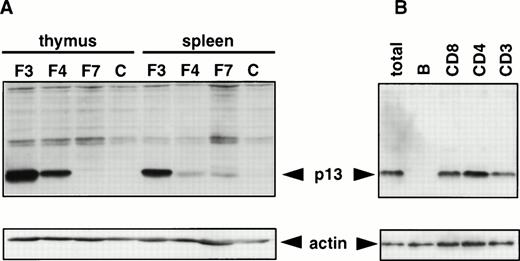 Fig. 1. Transgene expression in CD2-p13 mice. Detergent lysates were subjected to SDS-PAGE through a 15% gel. Immunoblot analysis was performed using the anti-p13 rabbit antiserum (upper panel) and loading was estimated using anti-actin monoclonal antibody (lower panel). (A) Expression analysis in the three transgenic lines. Thymocytes (Thymus) and splenocytes (Spleen) were analyzed in transgenics (F3, F4, and F7) and nontransgenic control mouse (C). (B) Expression analysis in the lymphoid subpopulations. CD3+ cells (CD3), CD4+ cells (CD4), CD8+ cells (CD8), and B220+ B cells (B) from a F3 transgenic mouse spleen were purified by cell sorting (purity >95%) and compared with total splenocytes of this mouse (total). Arrows indicate the p13-and actin-specific signals.