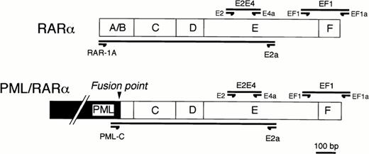 Fig. 1. Primer designs for RT-PCR/SSCP analysis (EF1 and EF1a primers for EF1 segment and E2 and E4a primers for E2E4 segment) or for differential amplification of the E-domain of RARα (RAR-1A and E2a) or of PML/RARα gene (PML-C and E2a).