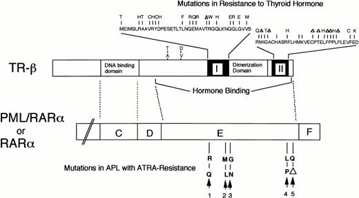 Fig. 8. A comparison between TR-β gene with mutations in RTH and RARα or PML/RARα genes on the alignment of sequence homology. The mutations in TR-β gene of RTH were clustering almost exclusively in the two regions, I and II, of the hormone binding domain.46 The mutations in the RARα/E-domain of ATRA-resistant APL were indicated as follows: 1, case no. 1; 2, case no. 2; 3 and 5, ATRA-resistant HL-60 subclones29-31; and 4, a ATRA-resistant NB4 subclone.32