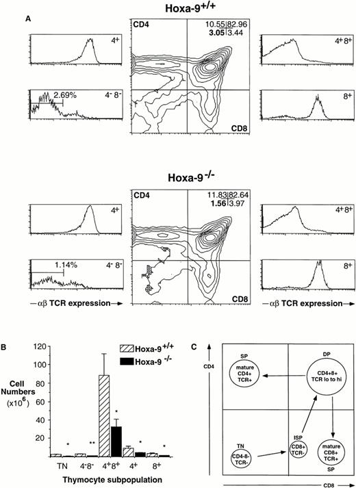 Fig. 1. Defects in Hoxa-9−/− adult thymuses. (A) Hoxa-9−/− thymuses have reduced percentages of TN cells. FACS analysis using antibodies against CD4, CD8, and αβ TCR were performed. Hoxa-9−/−thymuses showed a twofold reduction in the percentage of CD4−CD8− cells (lower left quadrant, middle panels) and significant contraction of TN cells (lower left side panels), with no changes in the percentages of mature populations. The numbers in the CD4−CD8−panel represent the TN cells expressed as a percentage of total thymocytes. (B) Absolute numbers of T-cell subsets. Based on analyses of 5 litters, there were statistically significant decreases in cell numbers of TN, DN, DP, and SP populations of theHoxa-9−/− thymuses (*P < .05; **P < .01). (C) Schematic representation of normal T-cell development, correlated with FACScan profiles. Note that the CD4−CD8+ subset (lower right quadrant) includes both mature and immature (ISP) cells, which can be distinguished by their expression or lack of expression of TCR (A, lower right side panels).
