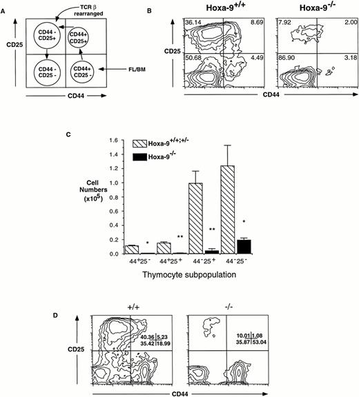 Fig. 3. Defective expression of CD25 in developingHoxa-9−/− T cells. (A) Schematic representation of normal differentiation stages within the TN population of T cells, correlated with FACS scan profiles. The curved arrow points to the stage at which TCRβ rearrangement is largely completed. (B) FACS analyses of day-15.5 fetal thymocytes was performed using antibodies against CD25 and CD44. A fourfold to fivefold reduction in the percentages of CD25+ cells (both CD44+ and CD44−) was seen in the mutant thymuses. (C) Absolute number of thymocyte subsets in fetal thymuses. Based on FACS analysis of 3 separate litters (representing 9 mutant and 12 control animals), there is an absolute decrease in all four major subsets of T cells inHoxa-9−/− thymuses, with a 25.9-fold decrease in the CD25+ compartments. (D) A representative FACS analysis of adult CD4−CD8− thymocytes. The percentage of CD25+ cells is decreased in the mutant thymus (right panel). Similar results were seen with 2 additionalHoxa-9−/− thymuses.