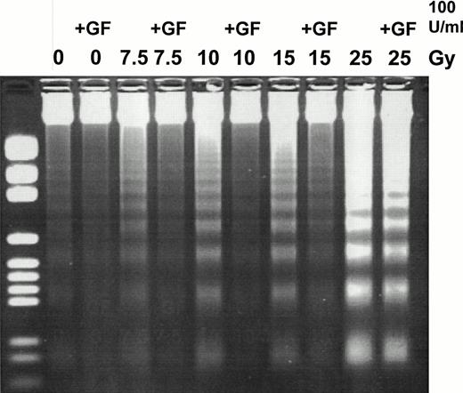 Fig. 1. Rescue of TF-1 cells from apoptosis with GM-CSF. TF-1 cells were treated with γ radiation (0, 7.5, 10, 15, or 25 Gy) at a rate of 6.41 Gy/minute in either the presence or absence of GM-CSF (100 U/mL) in complete RPMI supplemented with 20% FBS. Cells were subsequently incubated for 6 hours in complete RPMI supplemented with 20% FBS in either the presence or absence of growth factor. Postincubation, DNA was harvested for DNA fragmentation analysis. DNA was separated at 80 V for 2 hours on a 2% agarose-TBE gel, stained with EtBr, and visualized using UV transmission. This is a representative gel of three experiments.