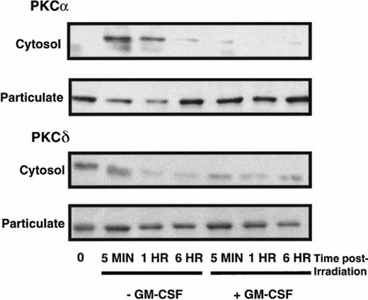 Fig. 3. The effect of apoptosis on PKCα and δ distribution in cytosolic and particulate fractions. TF-1 cells were treated with γ radiation (5 Gy), incubated in either the presence or absence of GM-CSF (100 U/mL) in complete RPMI supplemented with 20% FBS, and harvested at 5 minutes and 1 and 6 hours postirradiation. Nonnuclear cytosolic and particulate fractions were analyzed for PKCδ isoform expression by immunoblotting. This is an autoradiograph of a representative blot of three showing PKC expression.