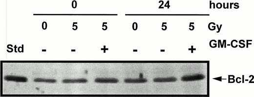 Fig. 5. The effect of GM-CSF rescue from apoptosis on Bcl-2 levels in TF-1 cells. TF-1 cells were treated with γ radiation (5 Gy), incubated in either the presence or absence of GM-CSF (100 U/mL) in complete RPMI supplemented with 20% FBS, and harvested at 24 hours postirradiation. Whole cell lysates were analyzed for Bcl-2 expression by immunoblotting. The autoradiograph shows one of two blots assaying Bcl-2 expression.