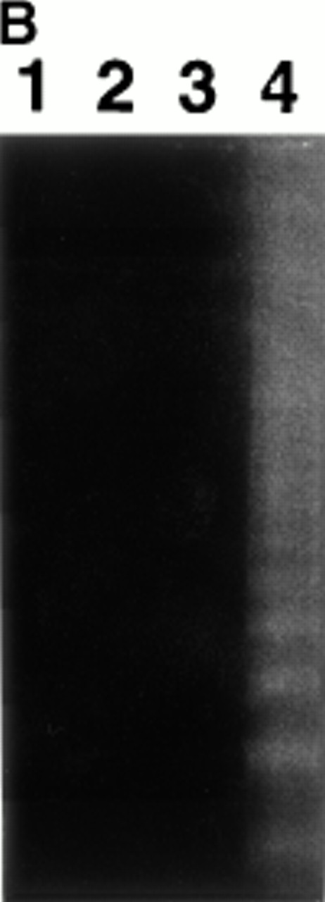 Fig. 2. d392 EpoR expressing Ba/F3 cells die via apoptosis when Epo is the only mitogen present. (A) Long-term proliferation assays were performed with Ba/F3-WT cells in 5 U/mL Epo plus 10% FCS (▪), and in 5 U/mL plus SS (□) and with Ba/F3-d392 cells in 5 U/mL Epo plus 10% FCS (▴) and 5 U/mL plus SS (▵). Data points for A, B, and C represent the mean ± standard error (SE) of triplicate determinations. (B) Agarose gel electrophoresis of DNA taken 24 hours after culture from Ba/F3-WT cells grown in FCS (1) and SS (2) and from Ba/F3-d392 cells grown in FCS (3) and SS (4). All cultures contained 5 U/mL Epo.