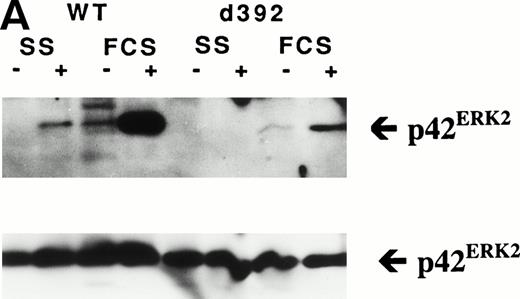Fig. 3. Epo-induced Ba/F3-d392 cells, like BA/F3-WT cells, increase Bcl-XL mRNA levels, but do not induce MAPK tyrosine phosphorylation or p70S6K activation. (A) Ba/F3-WT and -d392 cells stimulated with or without 50 U/mL of Epo for 30 minutes in the presence of SS or 50% FCS were lysed and subjected to immunoprecipitation with anti-MAPK antibodies and Western analysis with 4G10. The lower panel is a reprobing with anti-MAPK antibodies to show equal loading. (B) Ba/F3-WT and Ba/F3-d392 cells were starved for 4 hours in RPMI 1640 plus 0.1% BSA (lane 1), stimulated for 90 minutes with 5 U/mL Epo (lane 2) or 5 U/mL Epo + 10% FCS (lane 3), and total cellular RNA subjected to Northern blot analysis with bcl-xL, bcl-2 and GAPDH probes as described in Materials and Methods. (C) Ba/F3-WT and Ba/F3-d392 cells were starved for 4 hours in RPMI 1640 plus 0.1% BSA, incubated with 5 U/mL Epo for 0, 30, 60, and 120 minutes and then lysed, immunoprecipitated with anti-p70S6K antibodies, and the immunoprecipitate subjected to an in vitro kinase assay using the substrate peptide S610. The results are representative of two independent experiments.