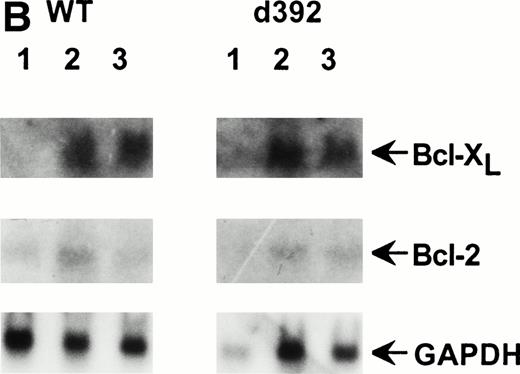 Fig. 3. Epo-induced Ba/F3-d392 cells, like BA/F3-WT cells, increase Bcl-XL mRNA levels, but do not induce MAPK tyrosine phosphorylation or p70S6K activation. (A) Ba/F3-WT and -d392 cells stimulated with or without 50 U/mL of Epo for 30 minutes in the presence of SS or 50% FCS were lysed and subjected to immunoprecipitation with anti-MAPK antibodies and Western analysis with 4G10. The lower panel is a reprobing with anti-MAPK antibodies to show equal loading. (B) Ba/F3-WT and Ba/F3-d392 cells were starved for 4 hours in RPMI 1640 plus 0.1% BSA (lane 1), stimulated for 90 minutes with 5 U/mL Epo (lane 2) or 5 U/mL Epo + 10% FCS (lane 3), and total cellular RNA subjected to Northern blot analysis with bcl-xL, bcl-2 and GAPDH probes as described in Materials and Methods. (C) Ba/F3-WT and Ba/F3-d392 cells were starved for 4 hours in RPMI 1640 plus 0.1% BSA, incubated with 5 U/mL Epo for 0, 30, 60, and 120 minutes and then lysed, immunoprecipitated with anti-p70S6K antibodies, and the immunoprecipitate subjected to an in vitro kinase assay using the substrate peptide S610. The results are representative of two independent experiments.