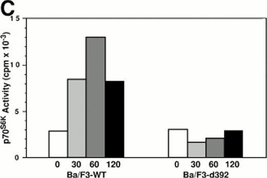 Fig. 3. Epo-induced Ba/F3-d392 cells, like BA/F3-WT cells, increase Bcl-XL mRNA levels, but do not induce MAPK tyrosine phosphorylation or p70S6K activation. (A) Ba/F3-WT and -d392 cells stimulated with or without 50 U/mL of Epo for 30 minutes in the presence of SS or 50% FCS were lysed and subjected to immunoprecipitation with anti-MAPK antibodies and Western analysis with 4G10. The lower panel is a reprobing with anti-MAPK antibodies to show equal loading. (B) Ba/F3-WT and Ba/F3-d392 cells were starved for 4 hours in RPMI 1640 plus 0.1% BSA (lane 1), stimulated for 90 minutes with 5 U/mL Epo (lane 2) or 5 U/mL Epo + 10% FCS (lane 3), and total cellular RNA subjected to Northern blot analysis with bcl-xL, bcl-2 and GAPDH probes as described in Materials and Methods. (C) Ba/F3-WT and Ba/F3-d392 cells were starved for 4 hours in RPMI 1640 plus 0.1% BSA, incubated with 5 U/mL Epo for 0, 30, 60, and 120 minutes and then lysed, immunoprecipitated with anti-p70S6K antibodies, and the immunoprecipitate subjected to an in vitro kinase assay using the substrate peptide S610. The results are representative of two independent experiments.